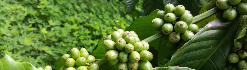 cropped-20170820_103654-1.jpg